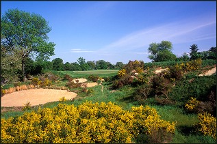 Merion to ensure fast and firm greens